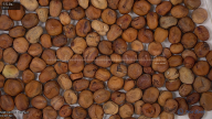 seed
