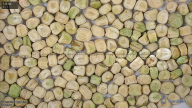 seed