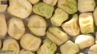 column seed