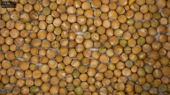 seed