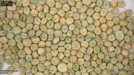 seed