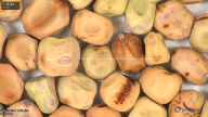 column seed