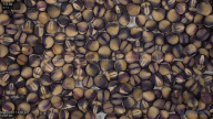 seed