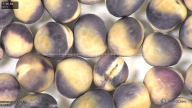 column seed