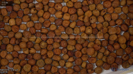 seed