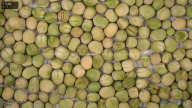 seed