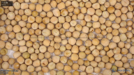 column seed