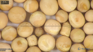 column seed