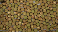 seed