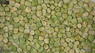 seed