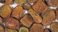 column seed