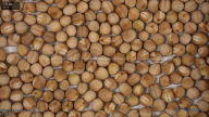 seed