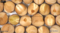 column seed