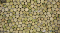 seed