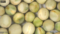 column seed