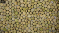 seed