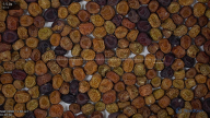 seed
