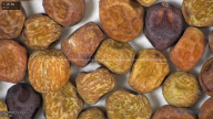 column seed