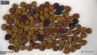 column seed