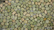 seed