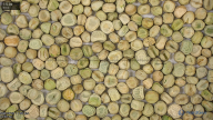seed