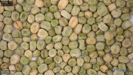 seed