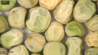 column seed