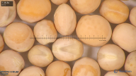 column seed