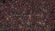 seed