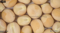 column seed