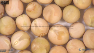 column seed
