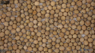 seed