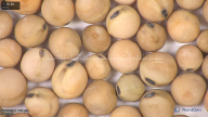 column seed