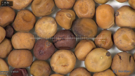 column seed