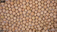 seed