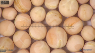 column seed