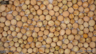 seed