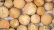column seed