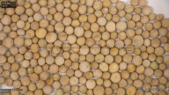 seed