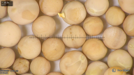 column seed