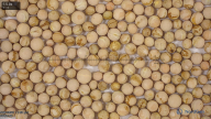 seed