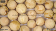 column seed