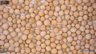 seed