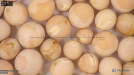column seed
