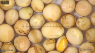 column seed