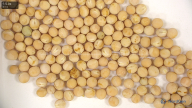 seed