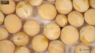 column seed