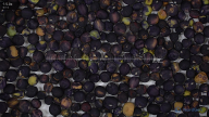 seed