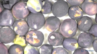 column seed