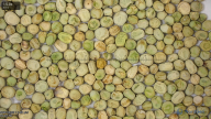 column seed